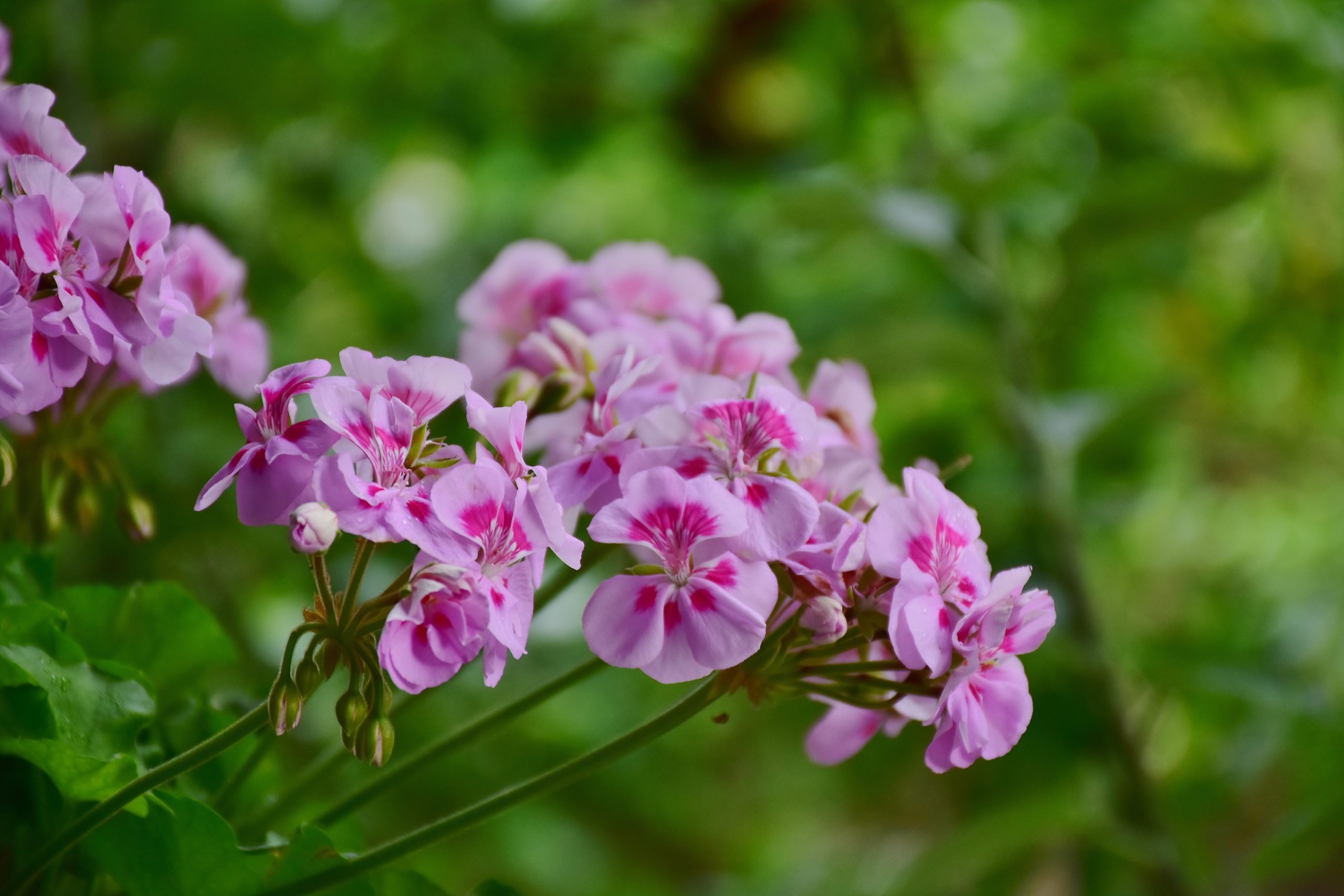 ritae geraniums 2488057