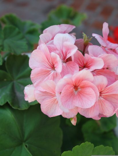 altinka bibliotechnaya pelargonium 2521991