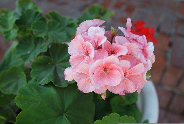 altinka bibliotechnaya pelargonium 2521991
