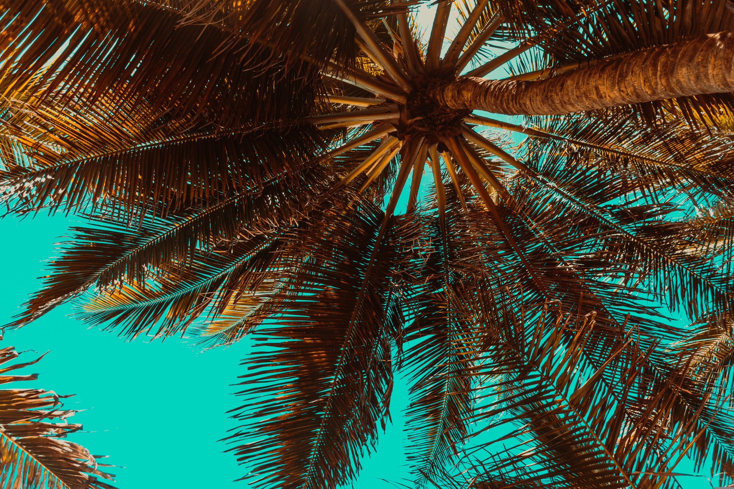 vanni mc palm trees 3619180